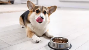 Dog-Digestive-Problems