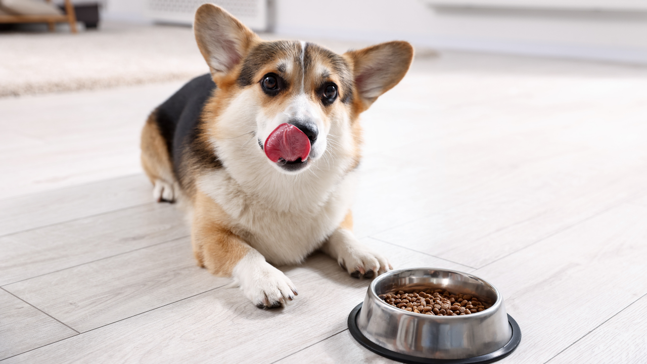 Dog-Digestive-Problems