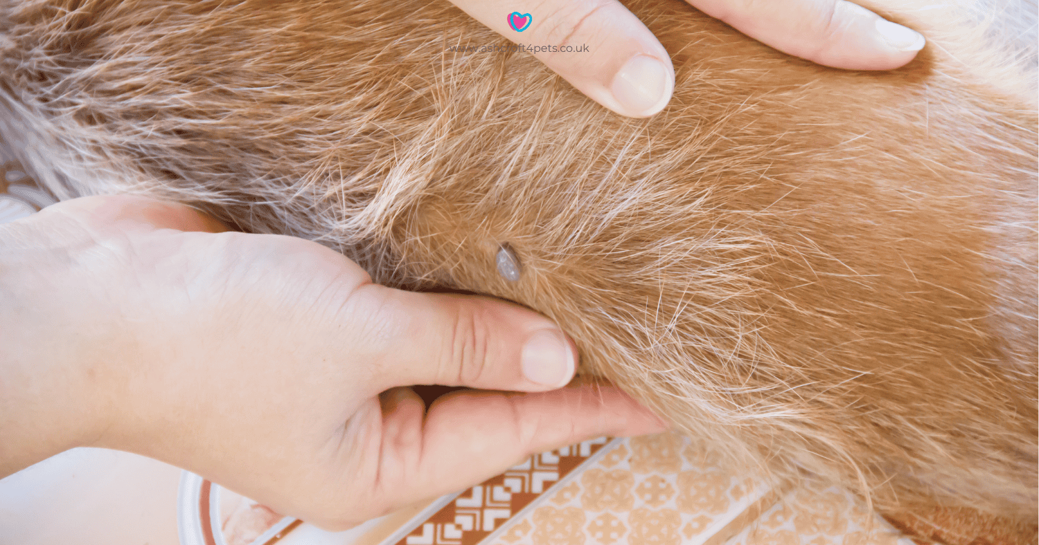 How to Check Your Dog for Fleas - feature image