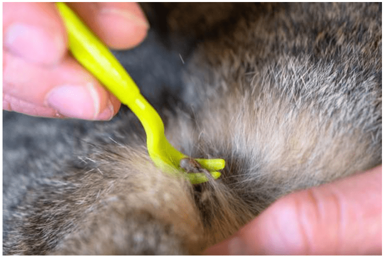 How to Remove a Tick Safely 1