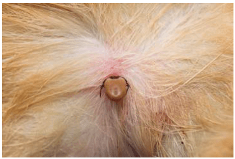 What Ticks Look Like on Dogs 
