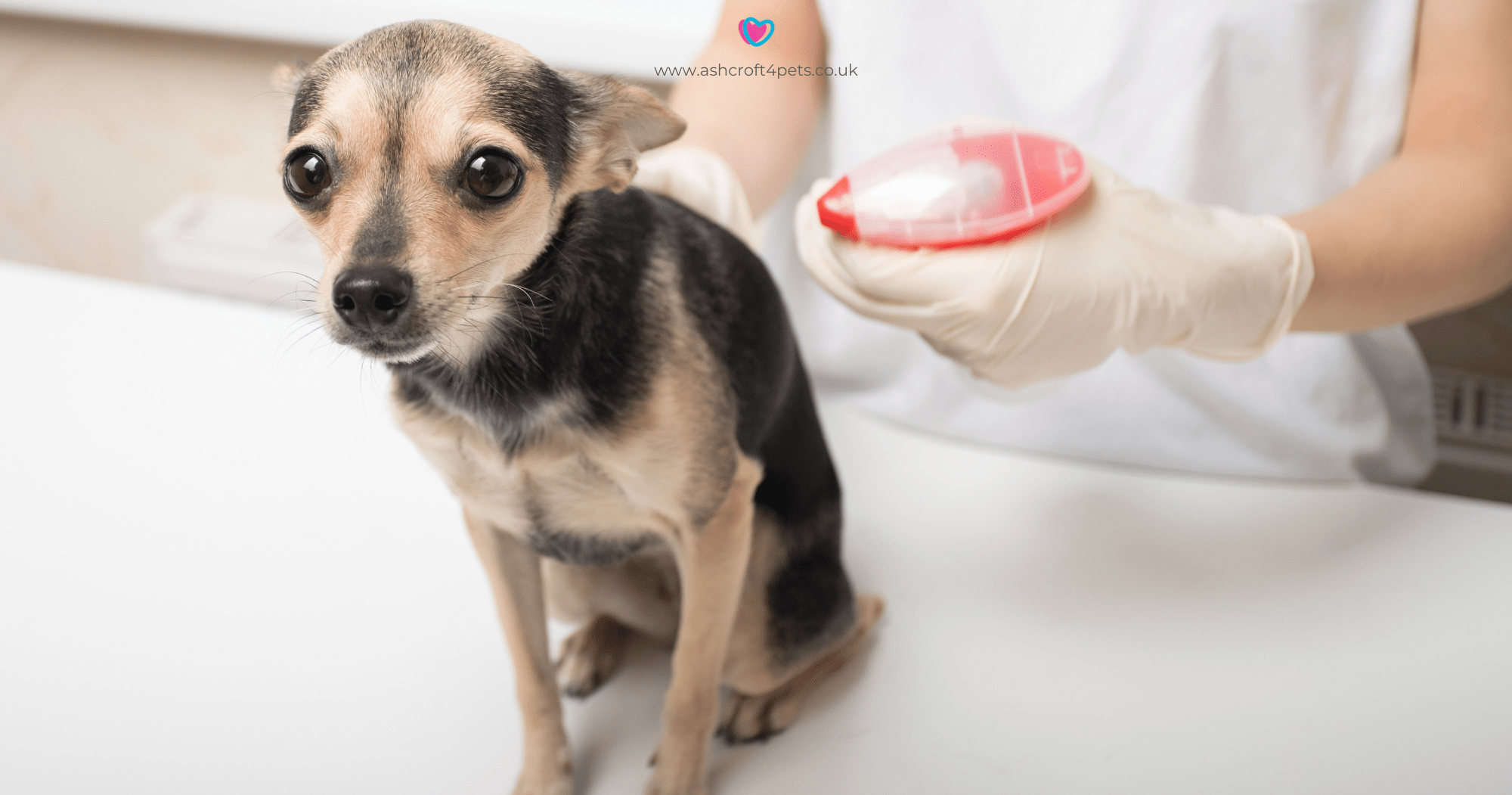 How to Check Your Dog for Ticks