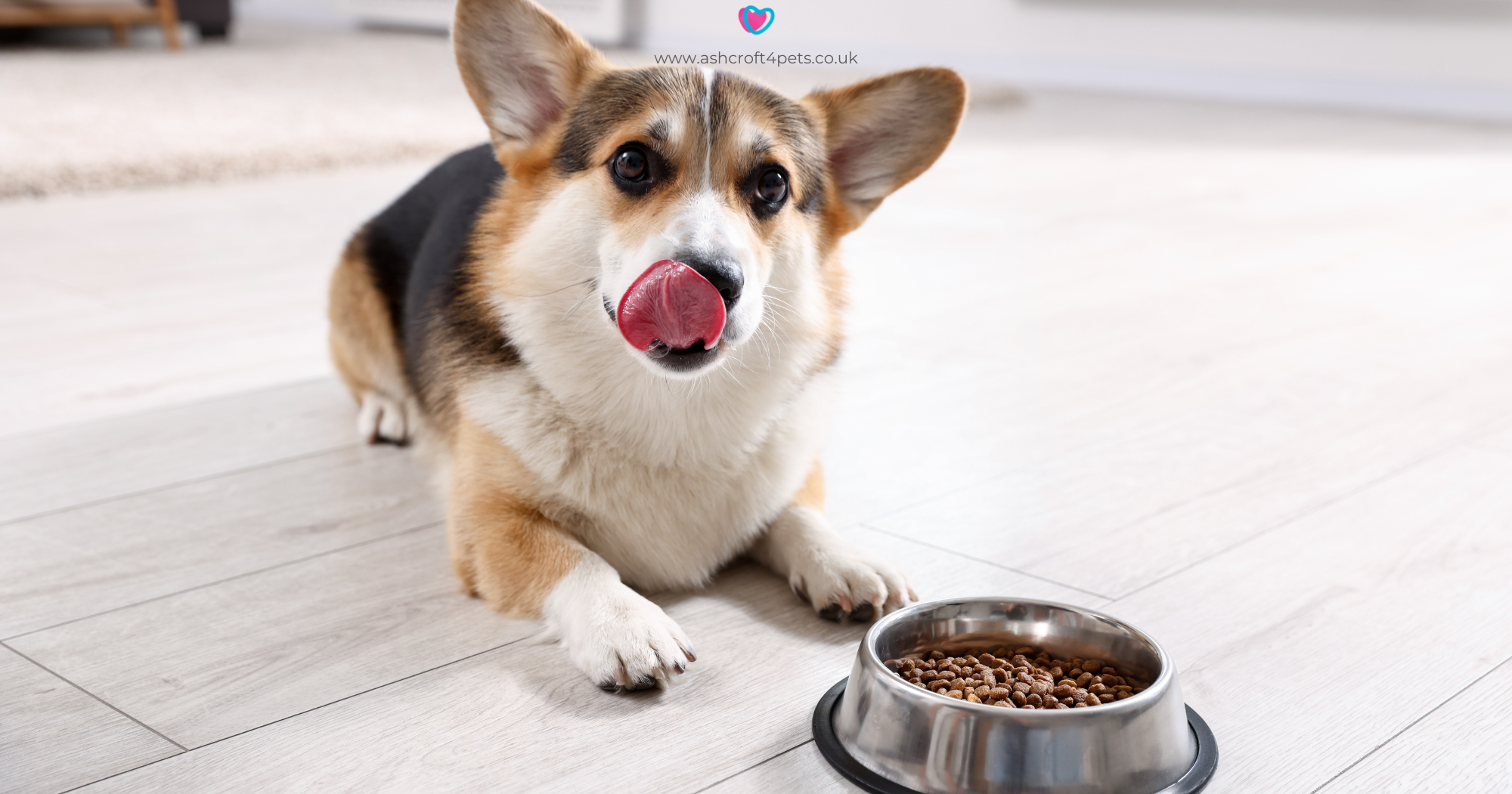 Dog Digestive Problems