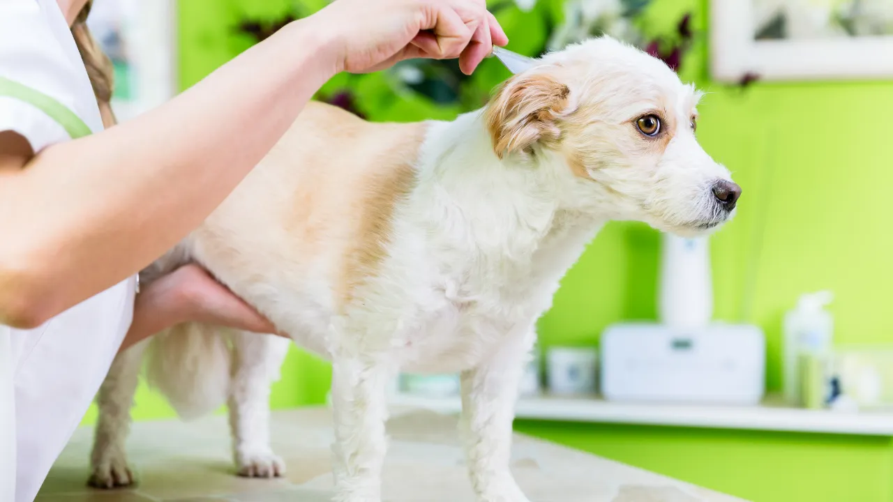 How Long Does Flea Treatment Take to Work