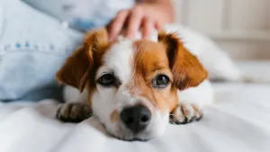 How Often Does a Dog Need Worming