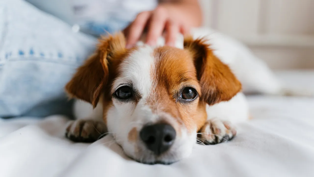 How Often Does a Dog Need Worming