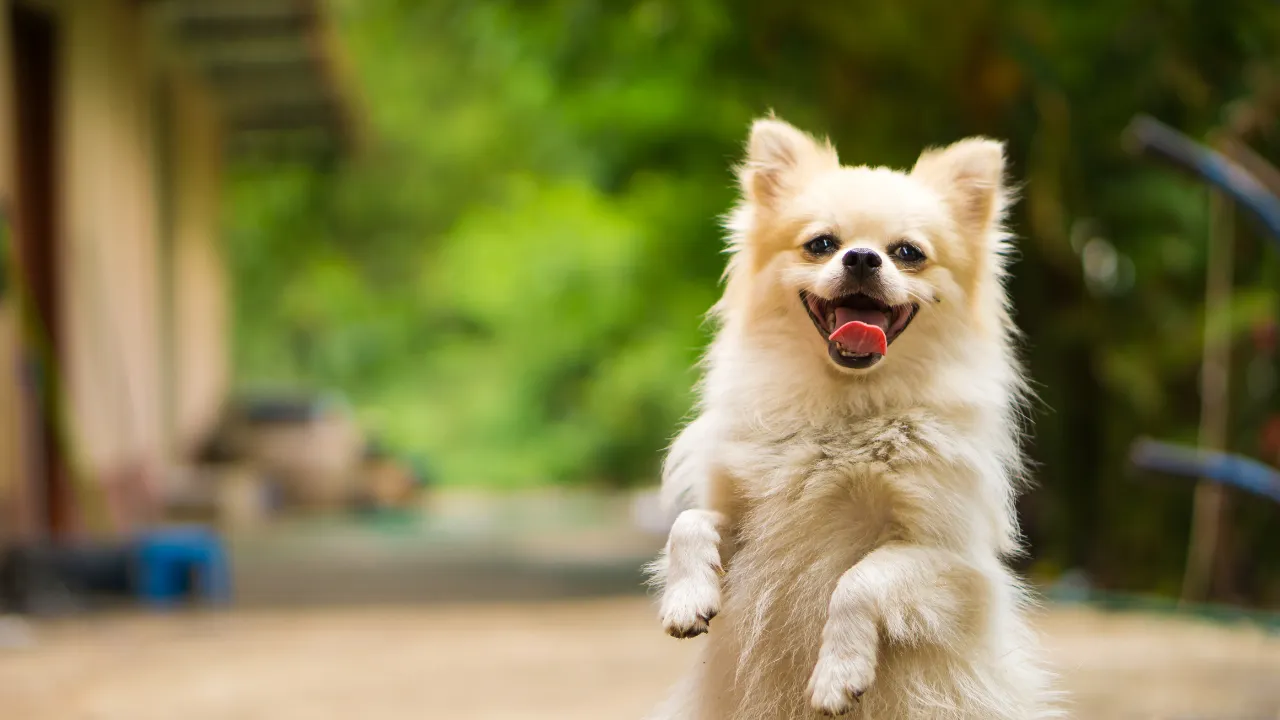 best flea treatment uk