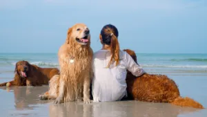 Keeping dogs cool in hot weather